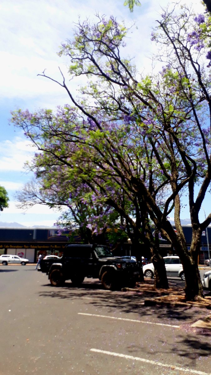Flying market