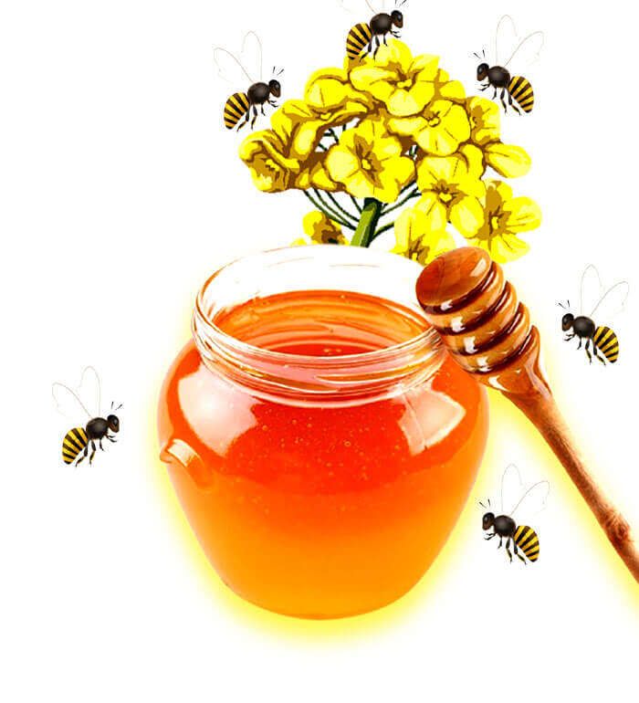 Mustard Flower Honey