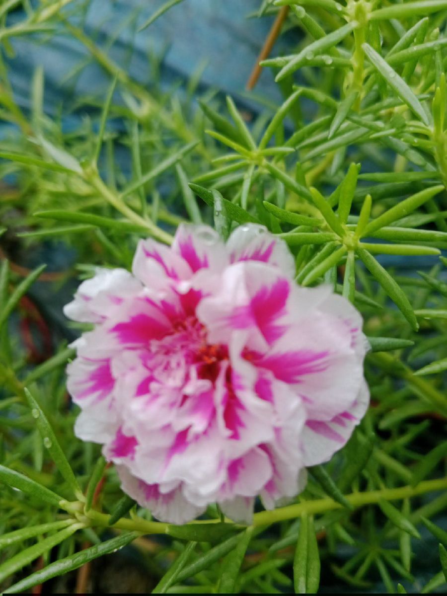 ক্যালিপসো মিক্স