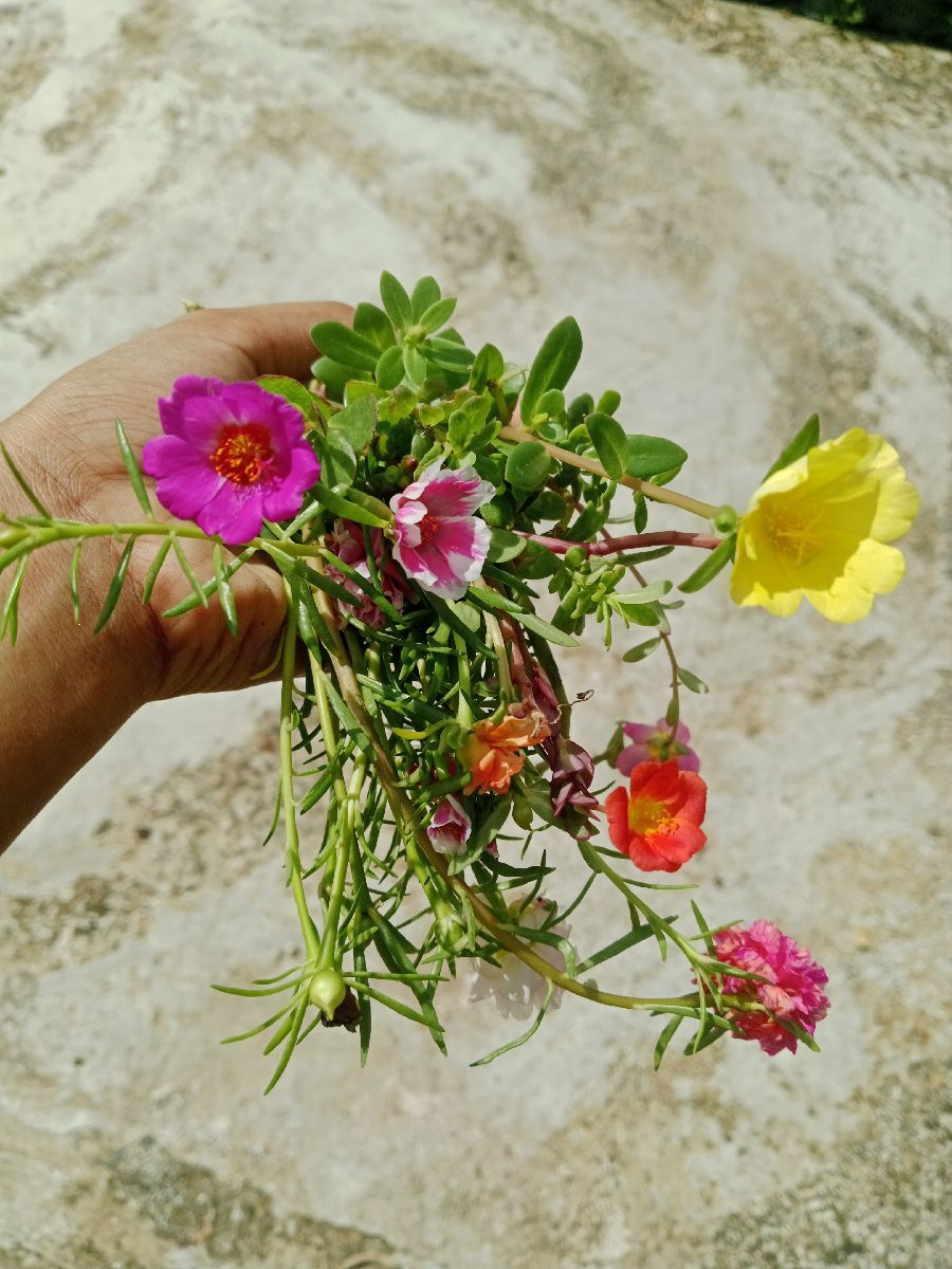 ক্যালিপসো মিক্স 3