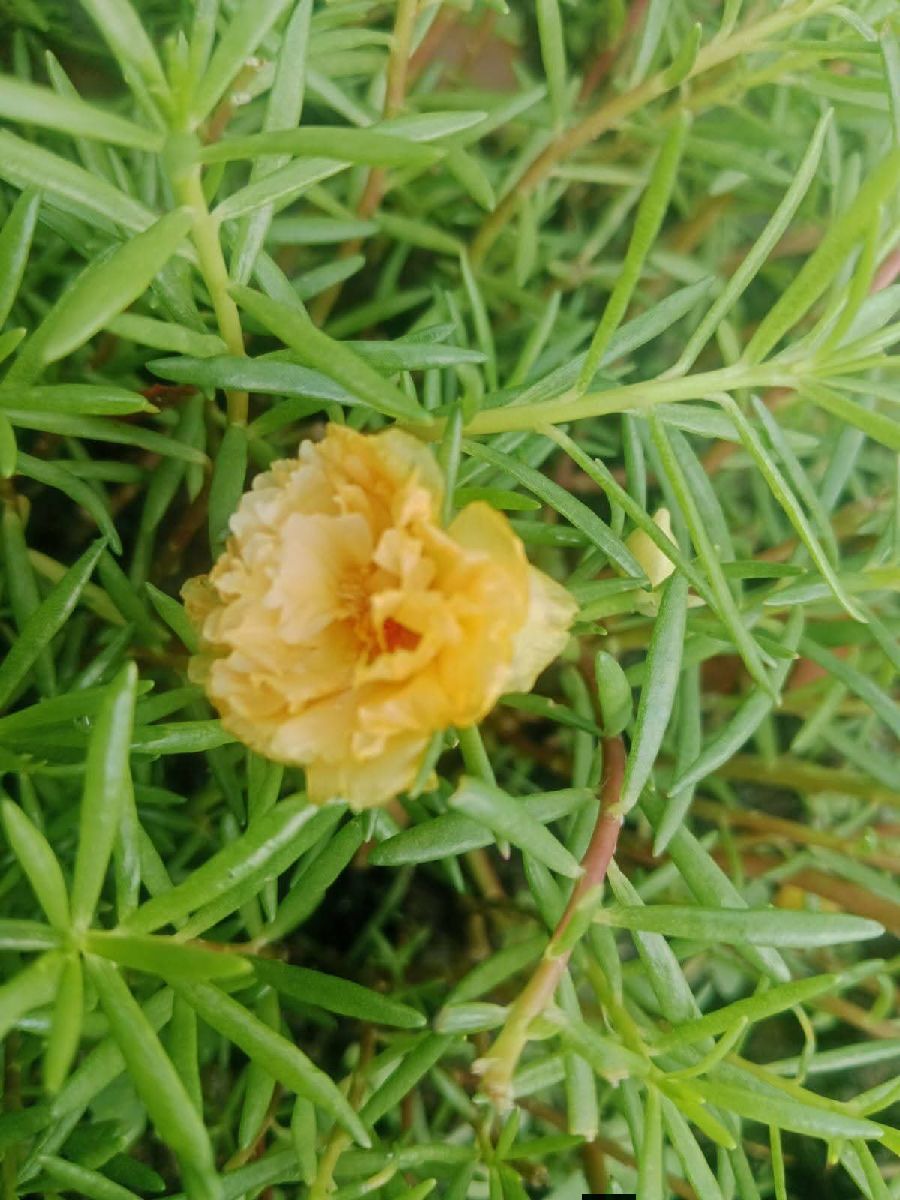 ক্যালিপসো মিক্স 2
