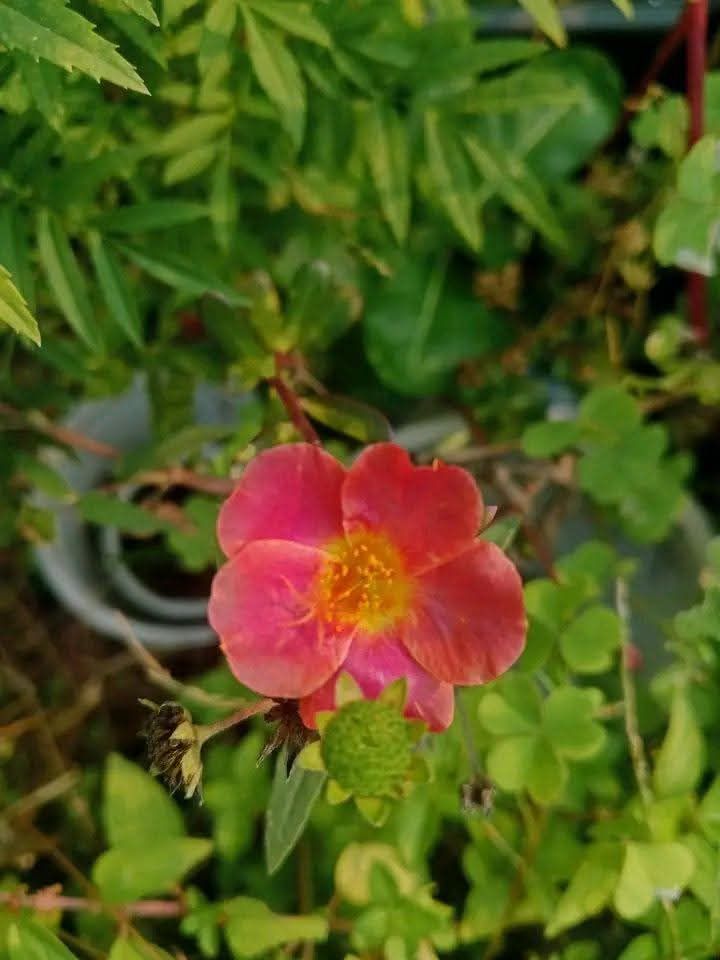 হ্যাপি আওয়ার সিরিজ 2