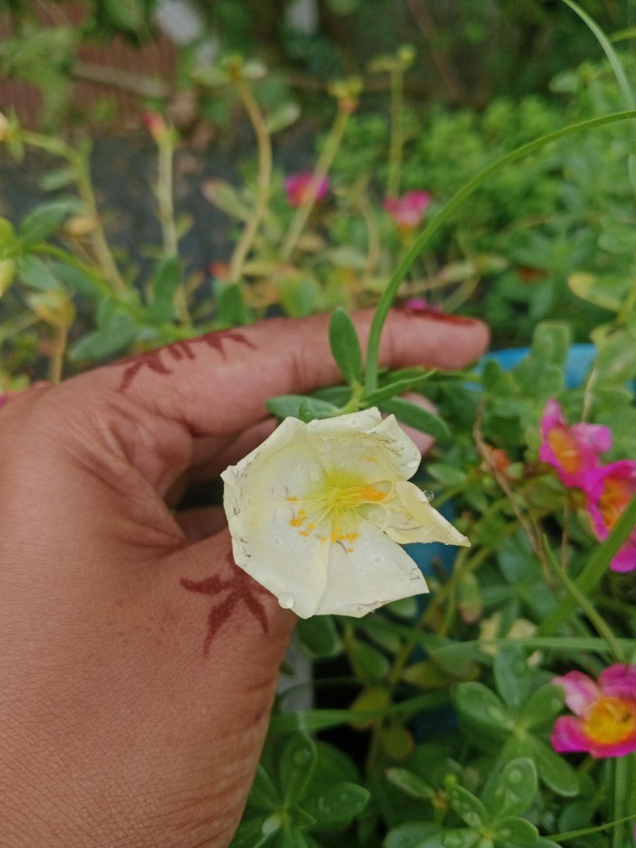 পুট্তলিকা মোসরোজ 2