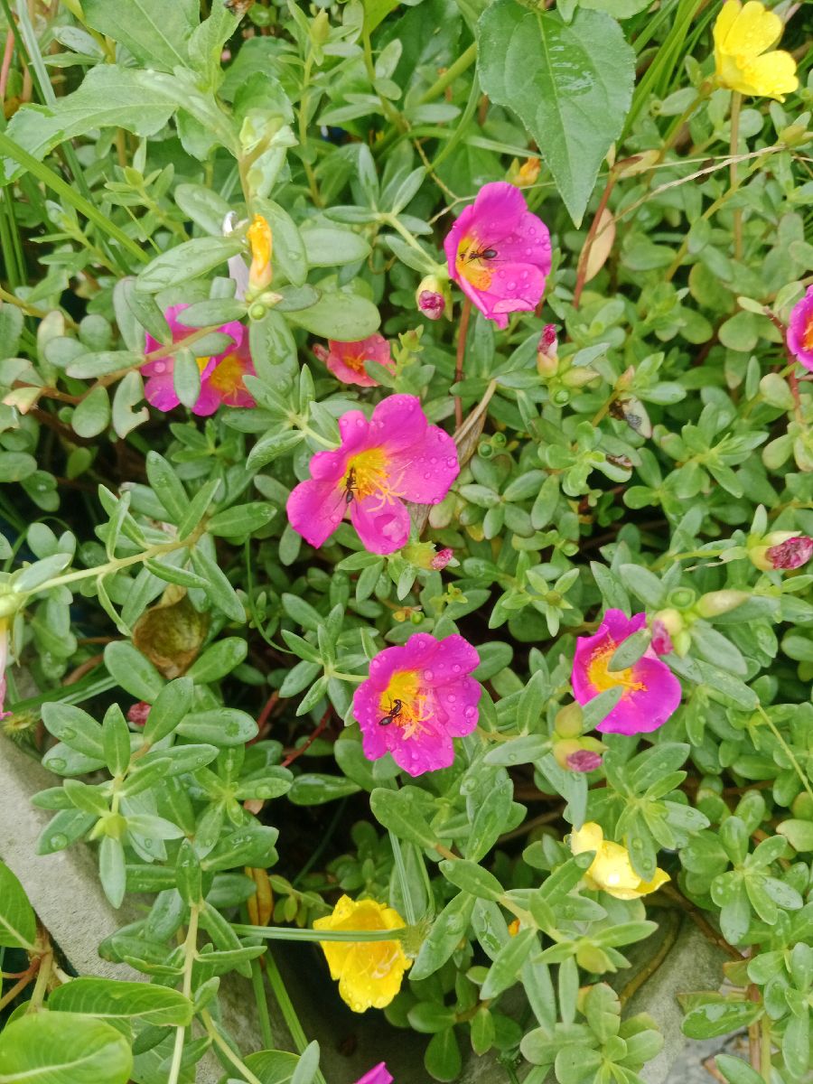 পুট্তলিকা মোসরোজ 3