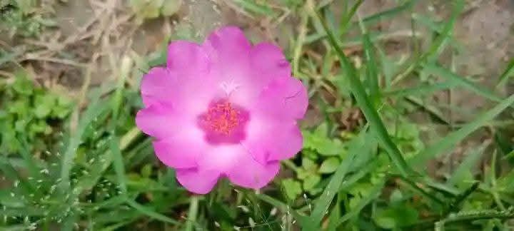 মসরোজ টায়রা