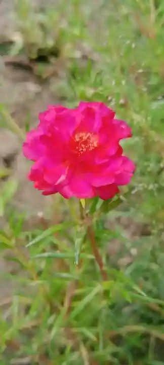 পর্তুলিকা মসরোজ টায়রা