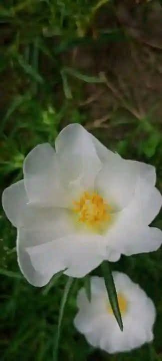 পর্তুলিকা মসরোজ টায়রা 2