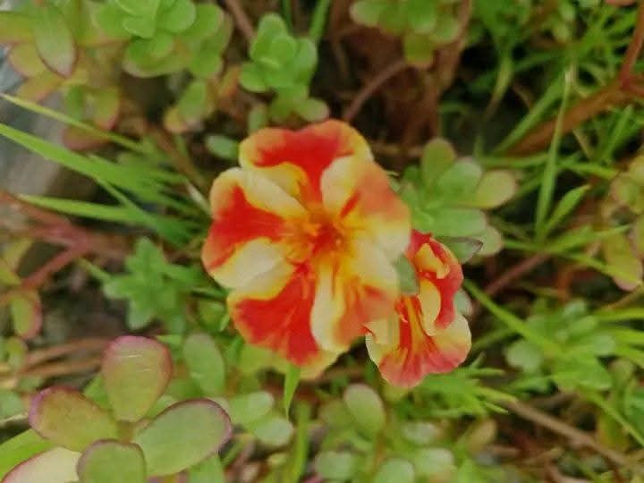 পুর্তলিকা 3