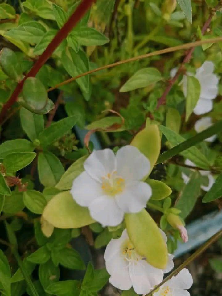 পুর্তলিকা 2