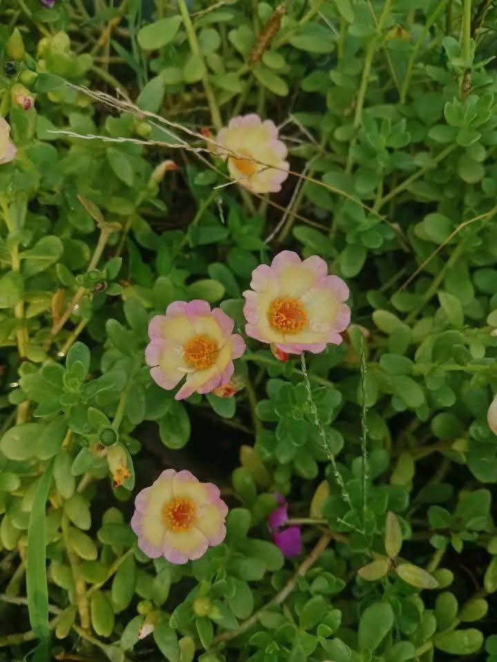 পুর্তলিকা