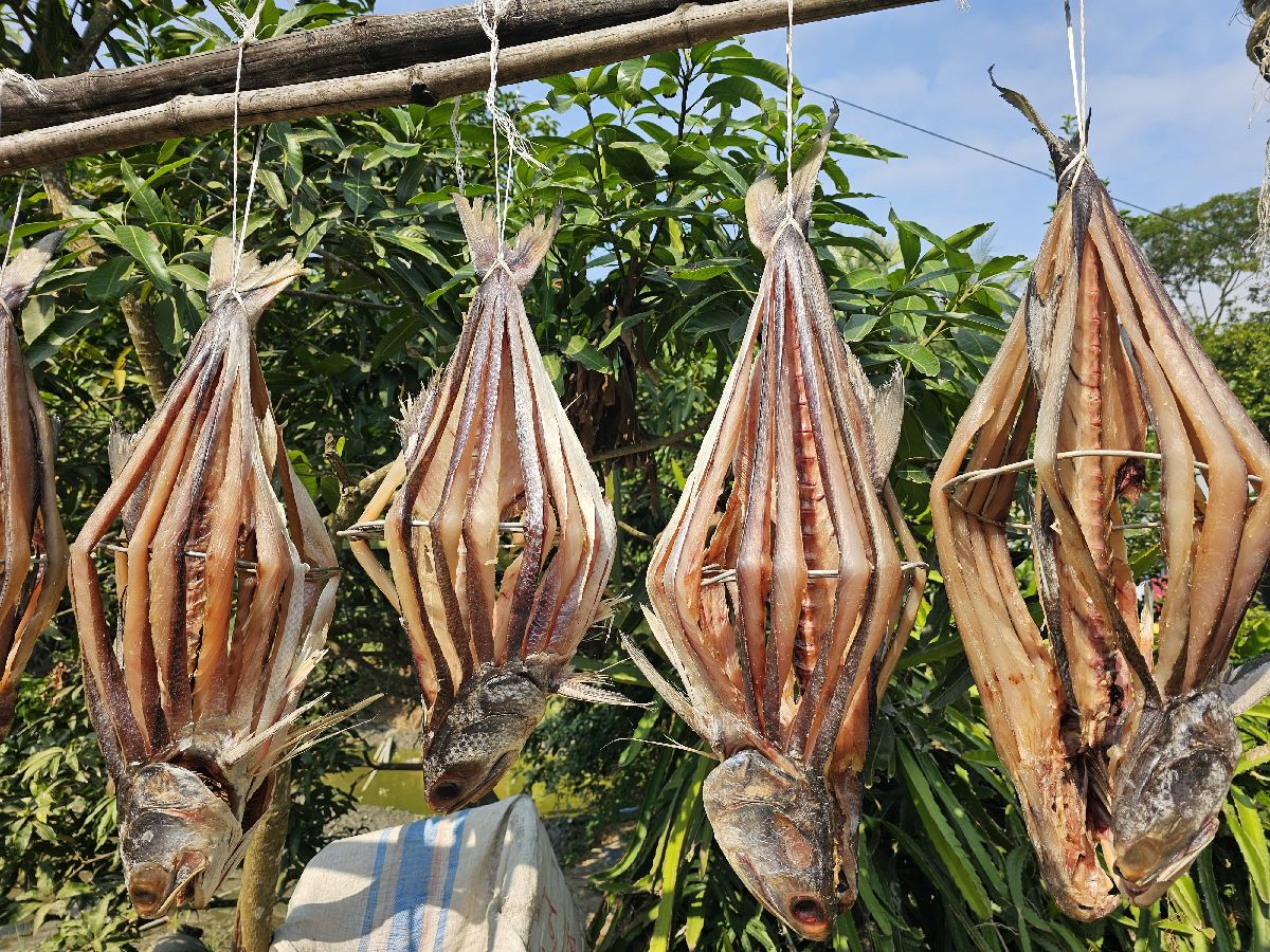 লাল কোরাল শুঁটকি 2