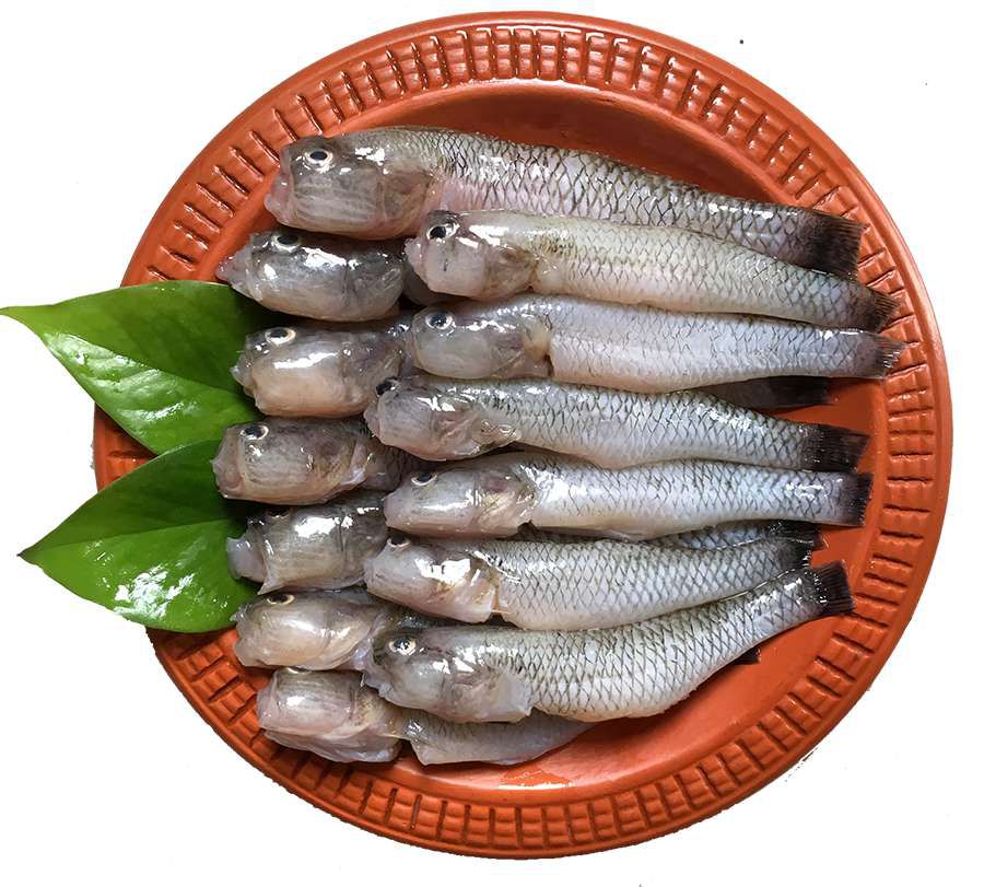 বেলে মাছ