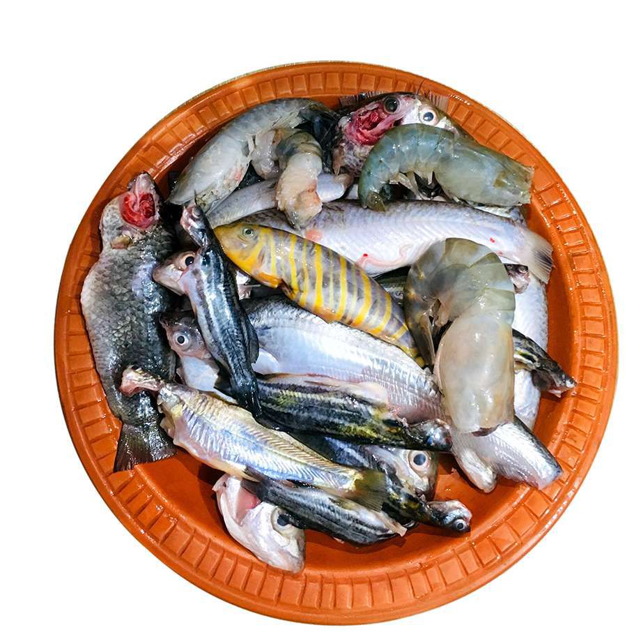 পাঁচমিশালী মাছ