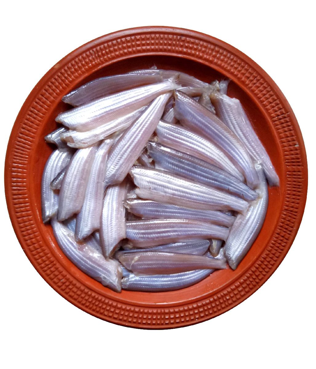 বাতাসি মাছ