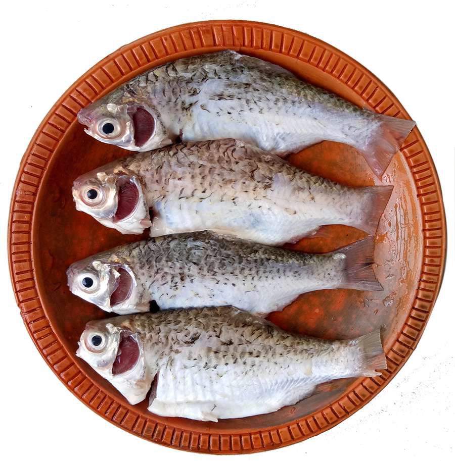 পুঠি মাছ