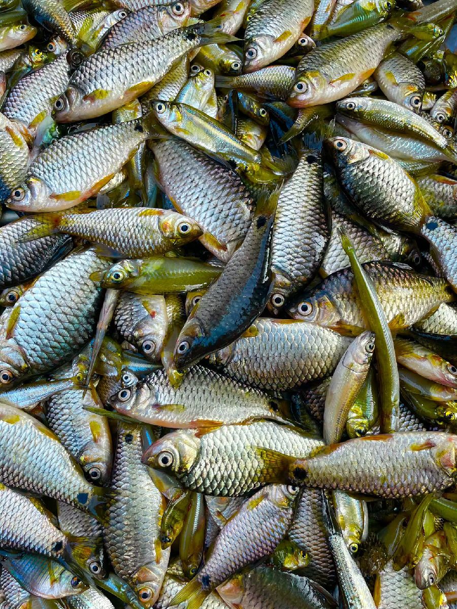 পুঠি মাছ 2