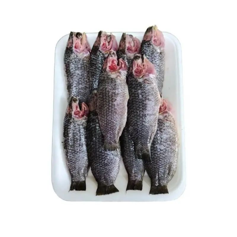 কৈ মাছ। 3