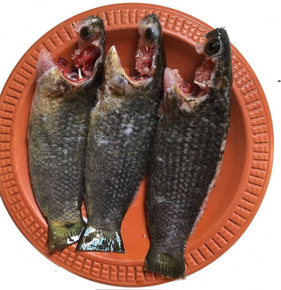 কৈ মাছ।
