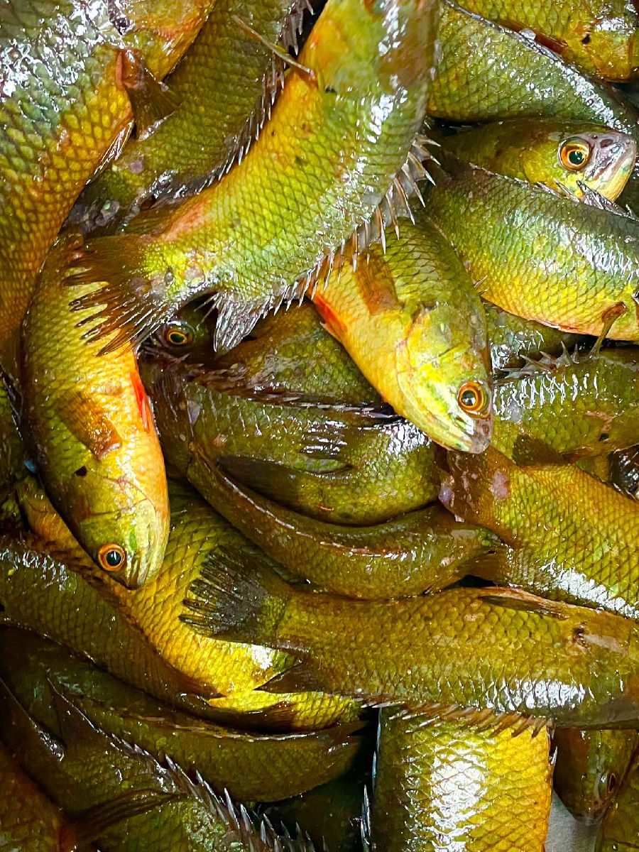 কৈ মাছ। 2