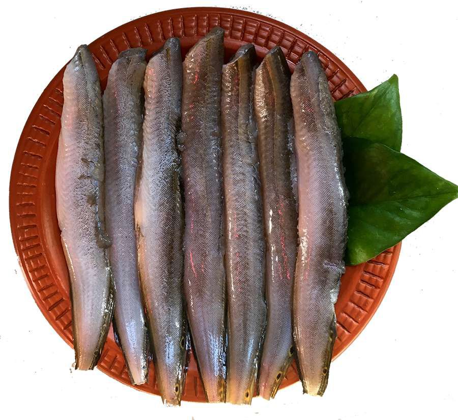বাইম মাছ