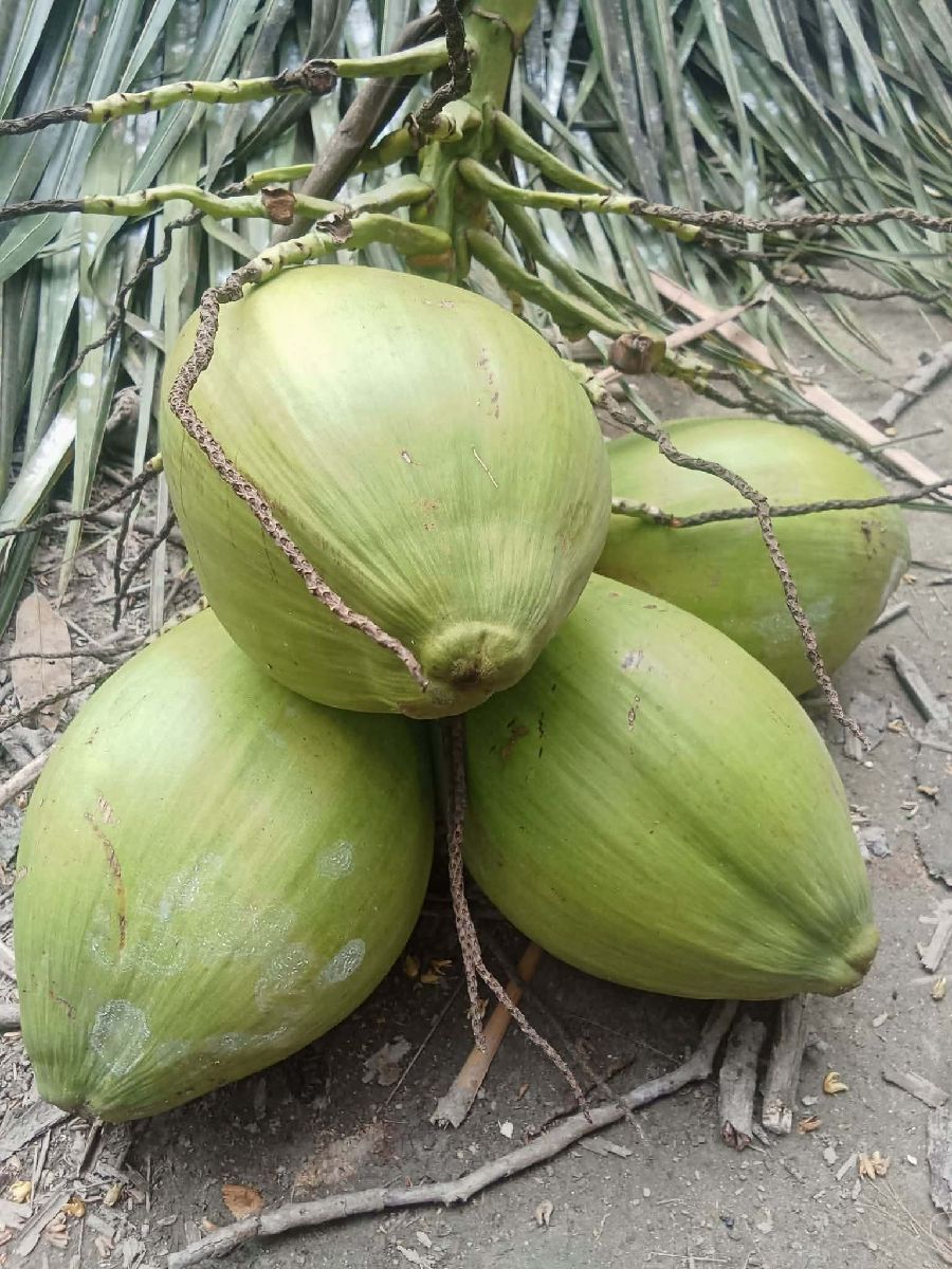 ডাব 2