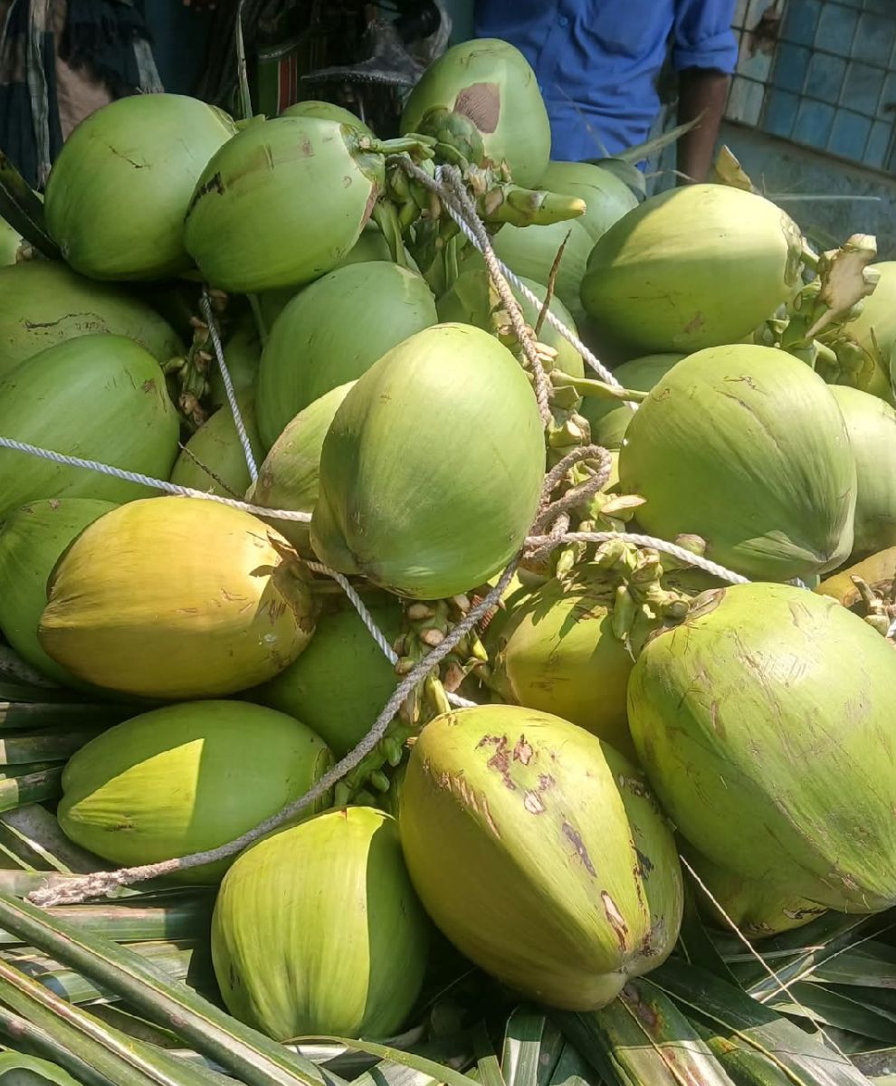 ডাব 3