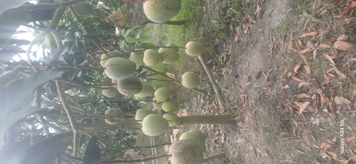 লেট হিমসাগর 2