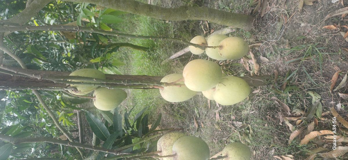লেট হিমসাগর