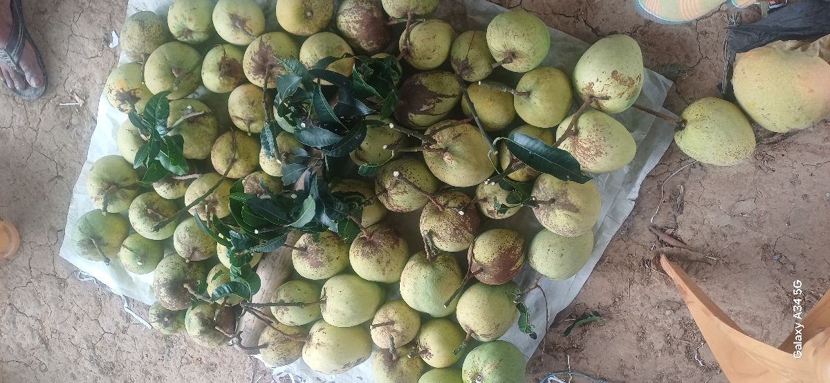 লেট হিমসাগর 3